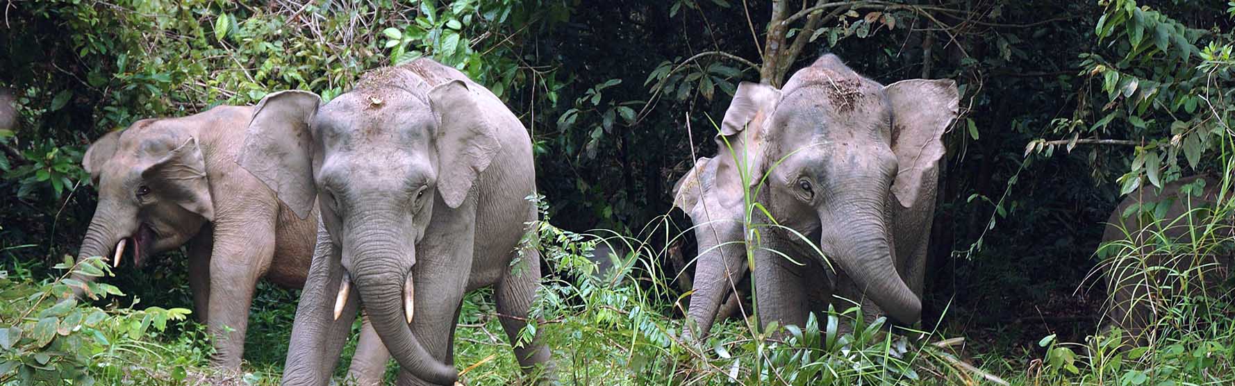 Borneo's Pygmy Elephants | Watch documentary - iwonder